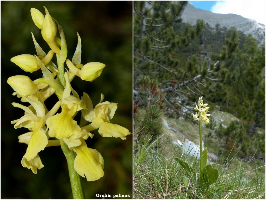 Ophrys tardive e altre orchidee in Epiro - Grecia settentrionale  22_30 maggio 2024.